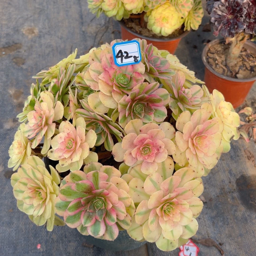 42雨荷法师多肉植物