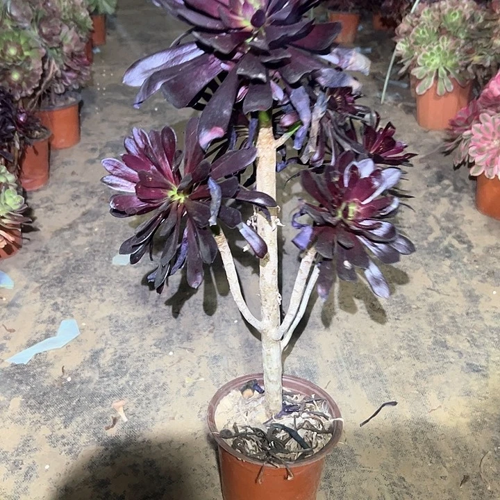 依**烟多肉植物一物一拍100