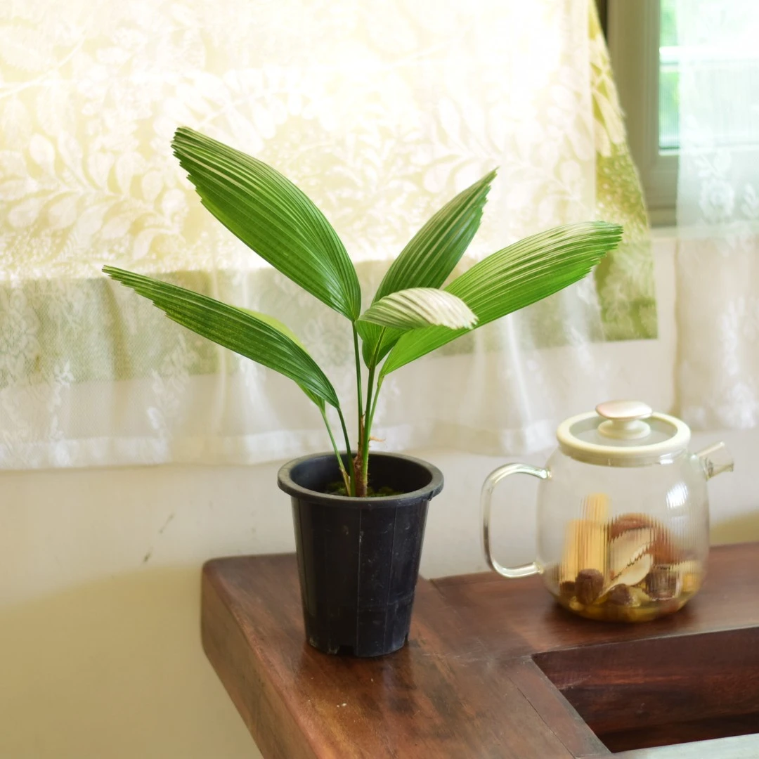 圆叶轴榈 氛围感室内热植耐阴盆栽BP 浇浇植物超市