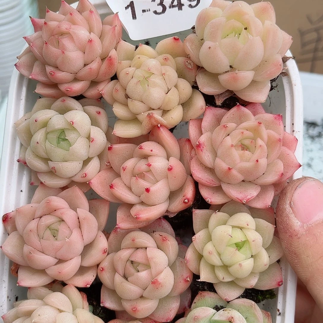 1-349 新疆西藏内蒙不发12.8包邮2-3公分多肉