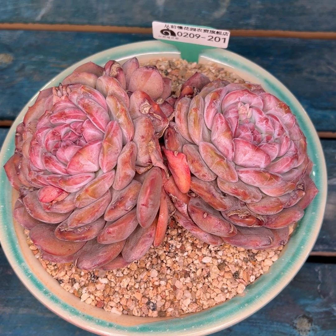 从前慢多肉精选编号0209.201