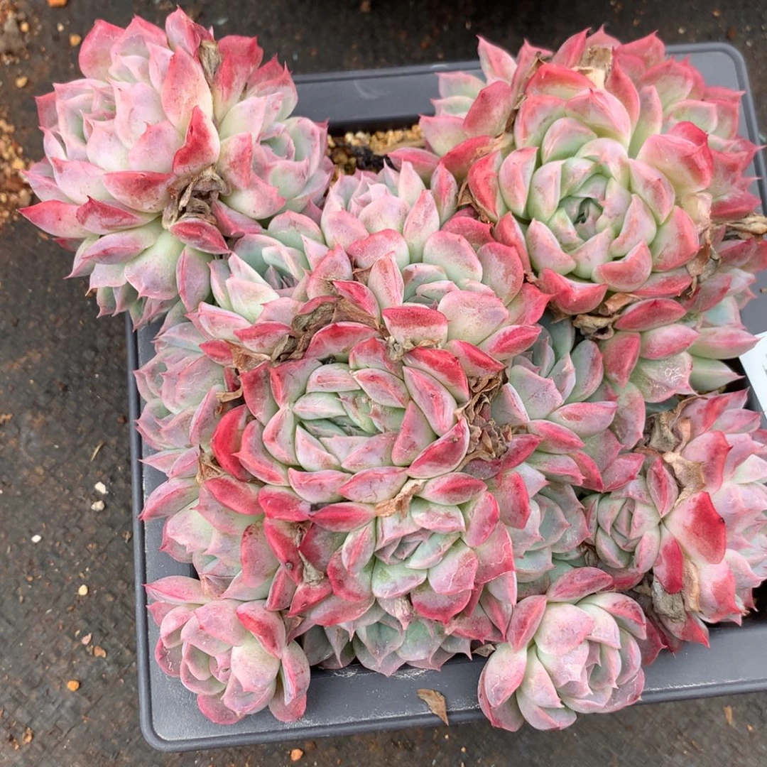 407杂交精品基地17冠