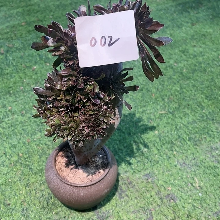 葵***花002灰法师缀化一颗