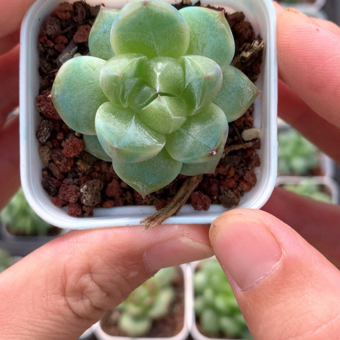 珍妮绿透心2号