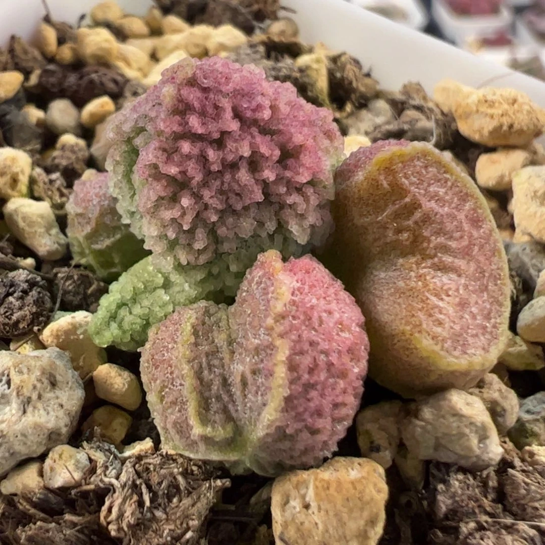 实生新品多肉植物水泡