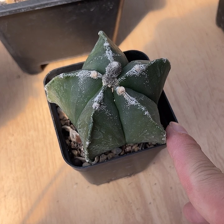无花朵雪顶鸾凤玉一物一拍