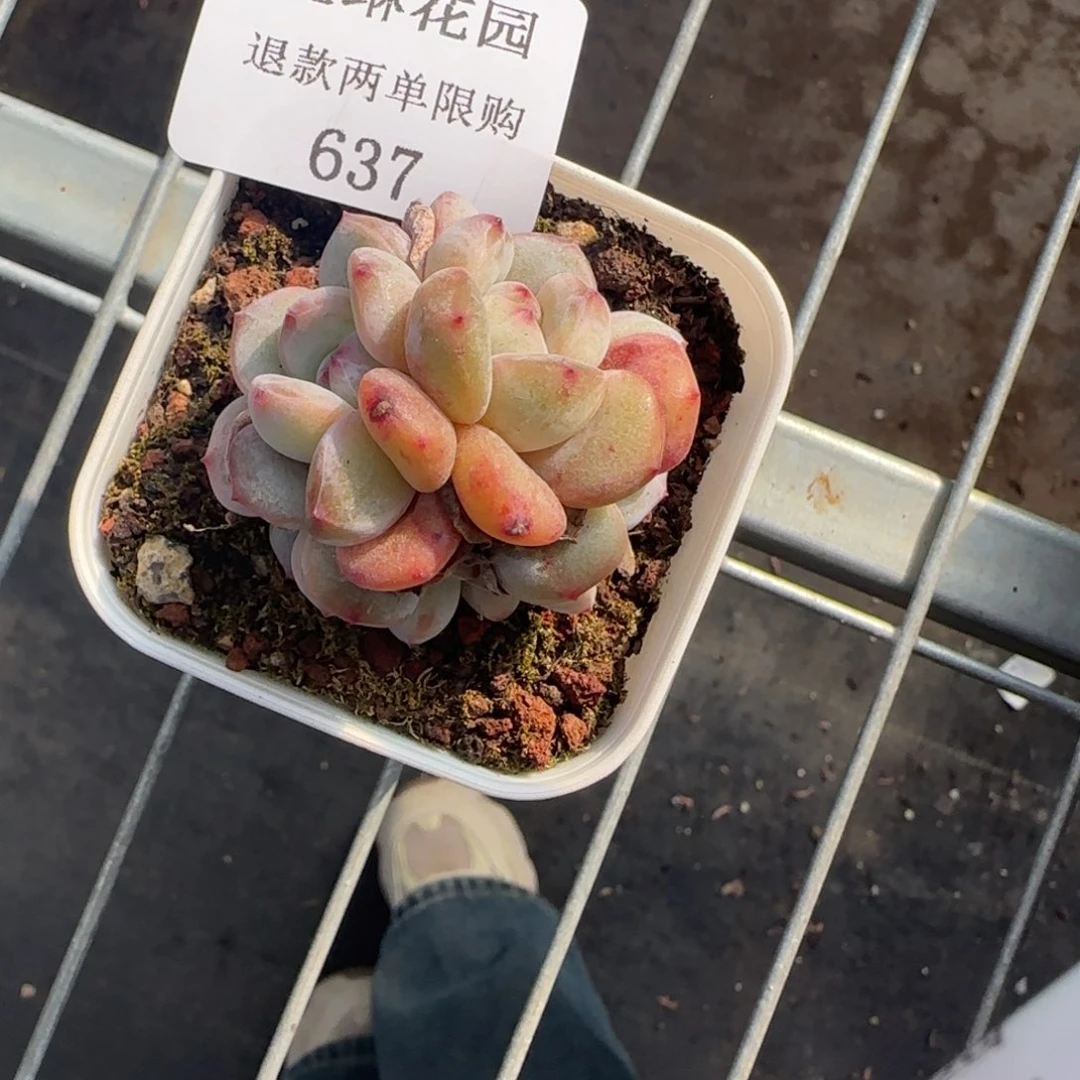 闪购精品多肉637号