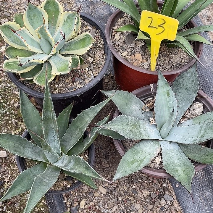 无花朵龙舌兰绿色植物