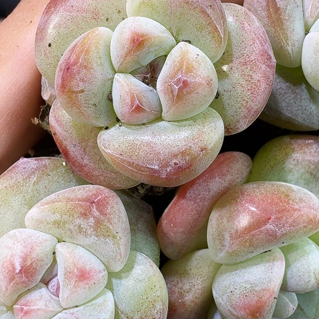 40号到手8颗，琥珀熊猫脸冰玉