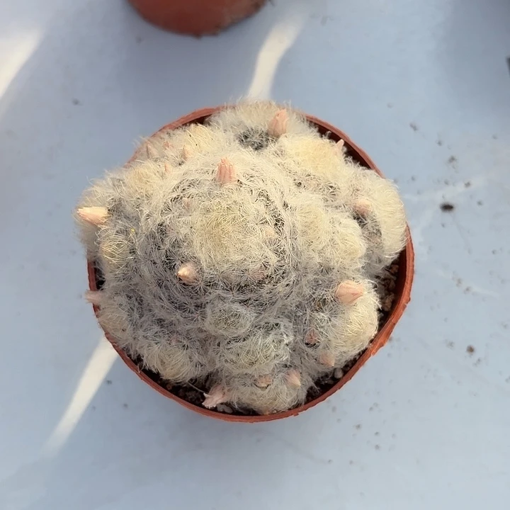 M****?白星仙人球仙人球