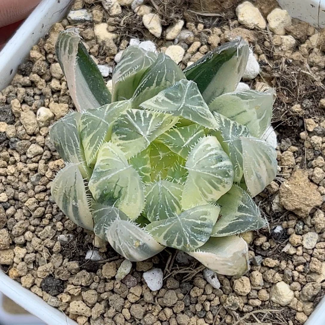 107糊斑白刺线玉露锦福利专场