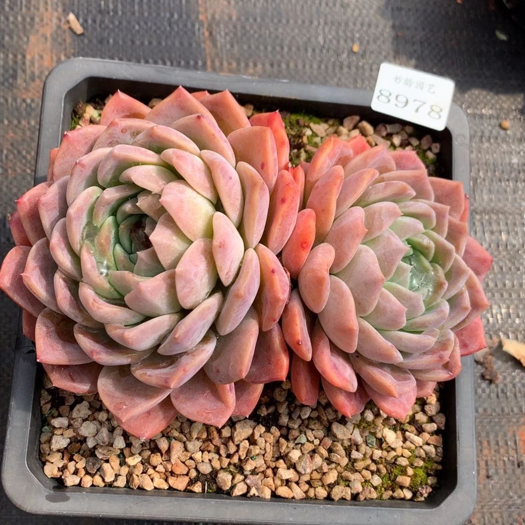 8978杂交多肉植物基地