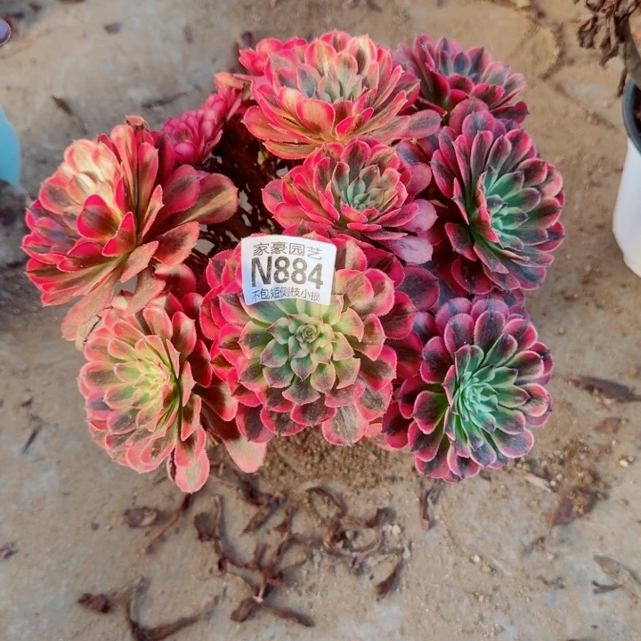 884白月光官服22左右2