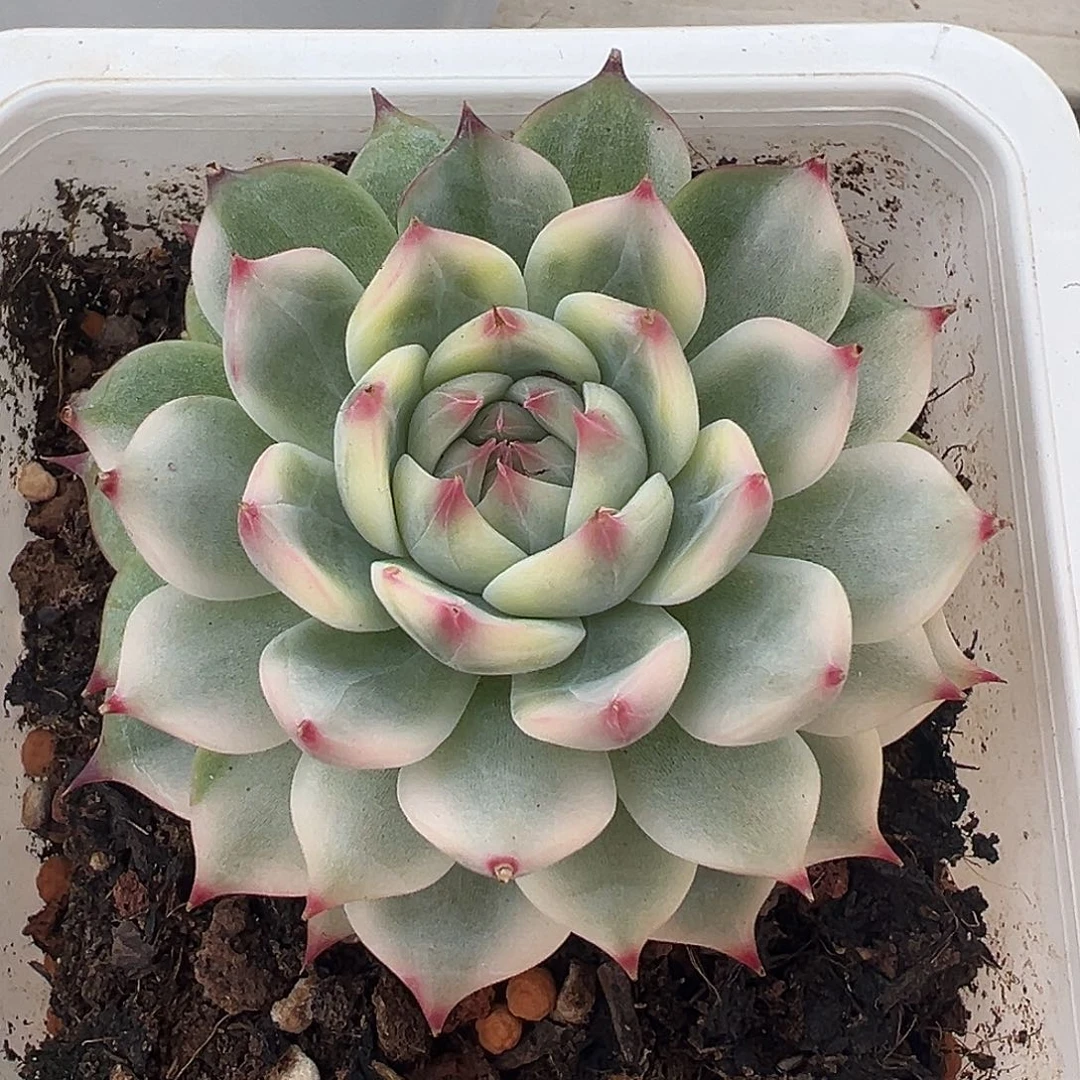 吉娃娃锦多肉植物