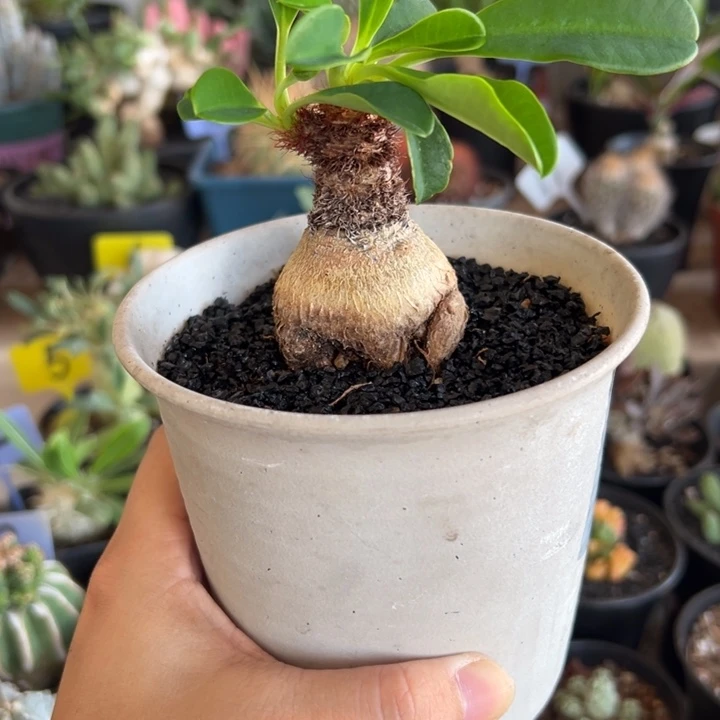 R***y象鼻大戟带盆1111111