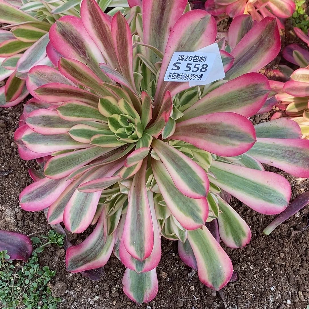 558美杜莎多肉法师锦多肉