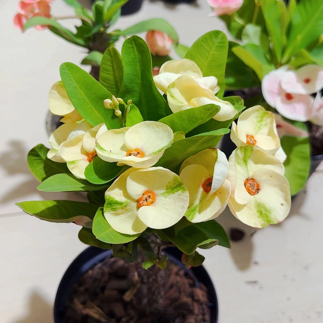 完全开放香草芝士直播间一物一拍