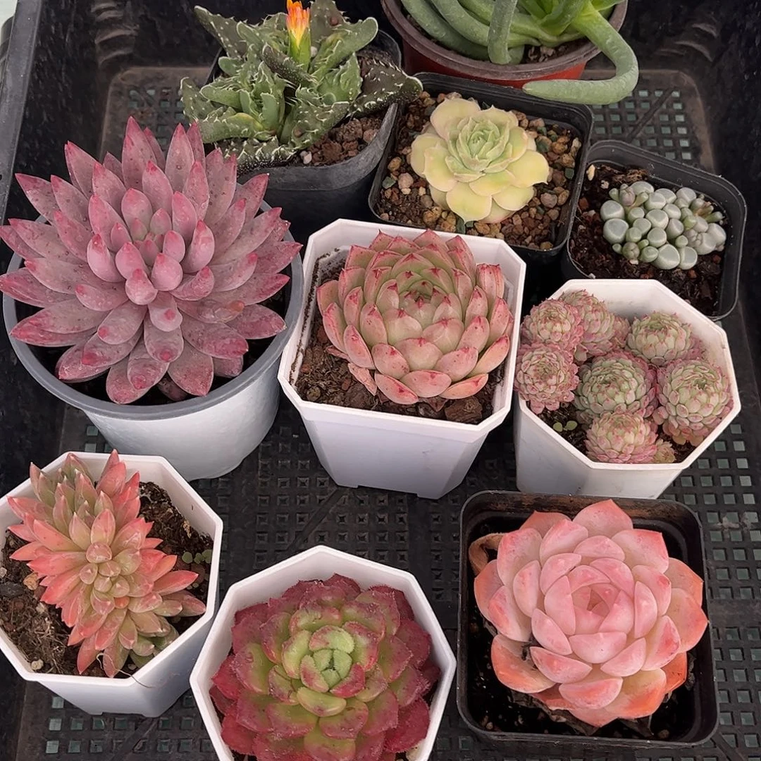 59号框多肉植物多肉