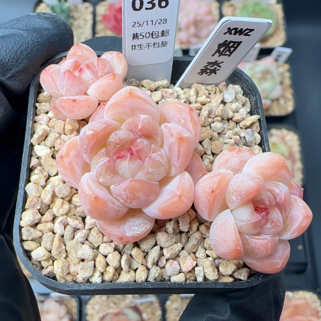 036   烟淼  5厘米盆