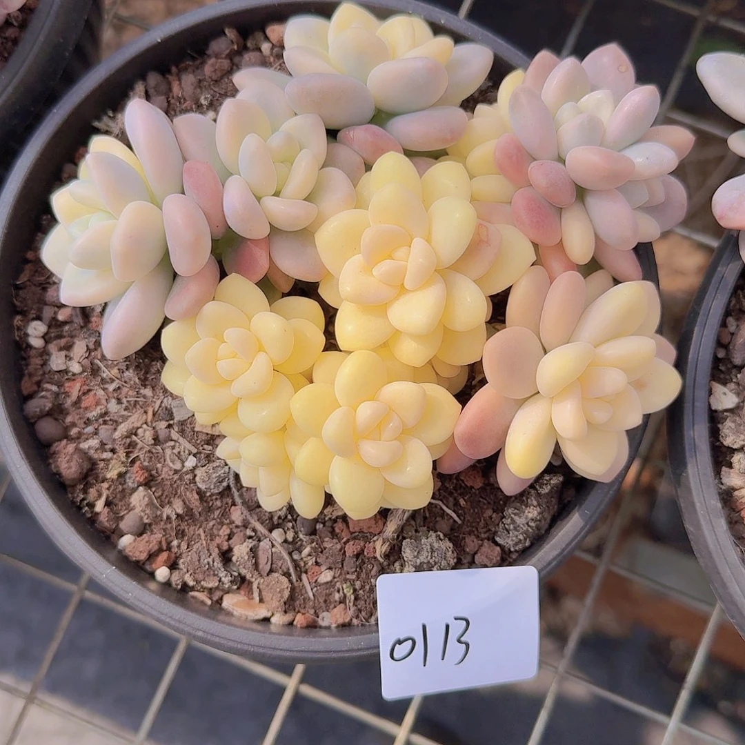 S****0113洛神锦多肉植物