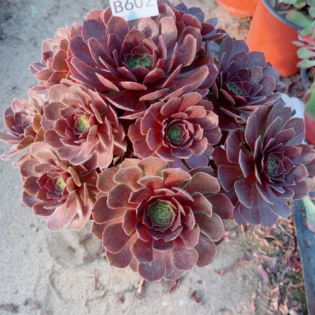 602万灰法师多肉植物法师