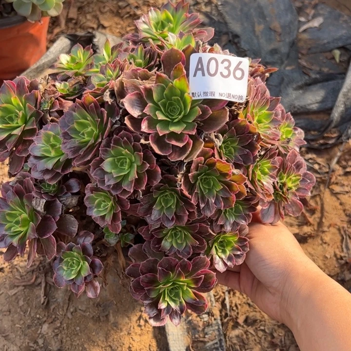 小微瑕安娜多肉植物036.