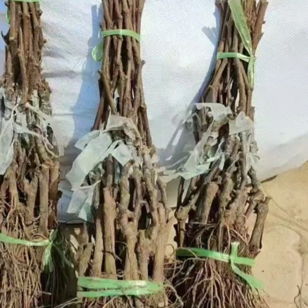 玫瑰香葡萄苗死苗包赔