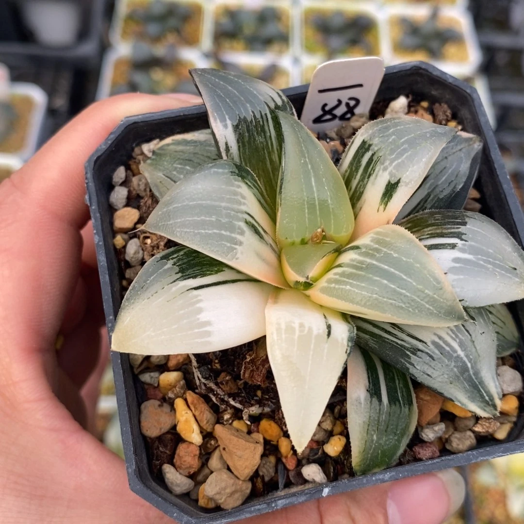 88裹克十二卷多肉植物