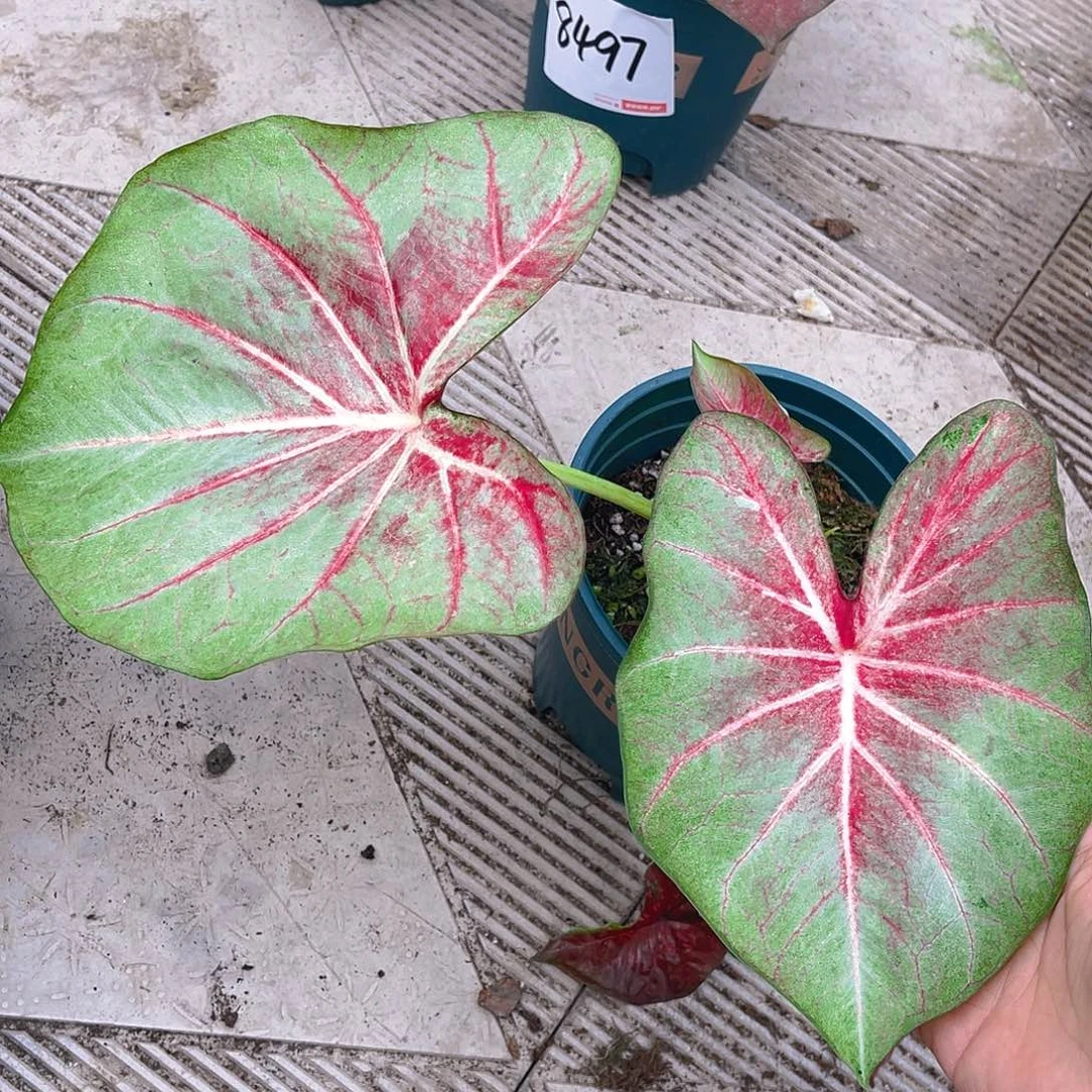 完全开放泰彩一物一拍9088