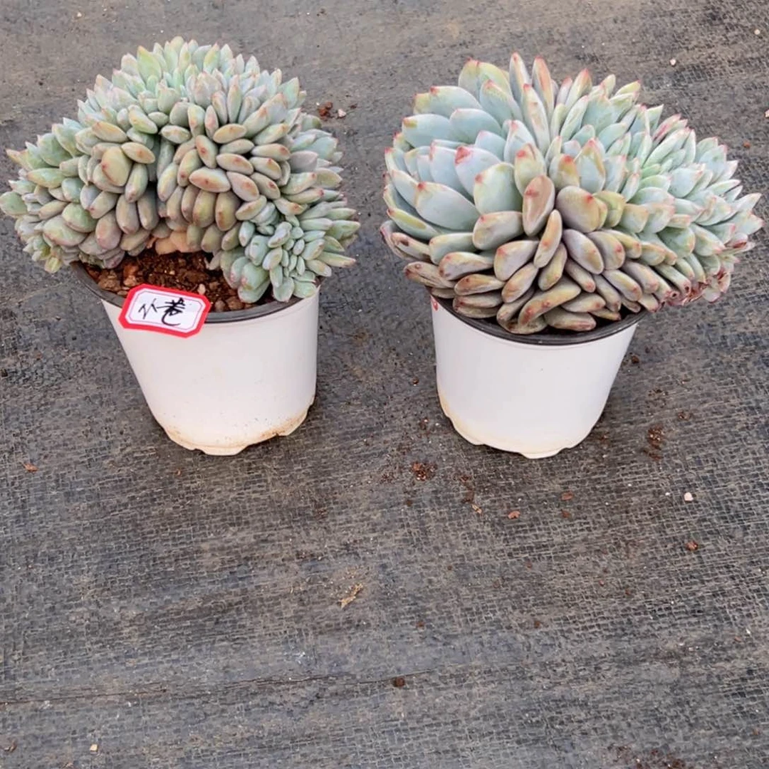 小****飞新年快乐 新年快乐