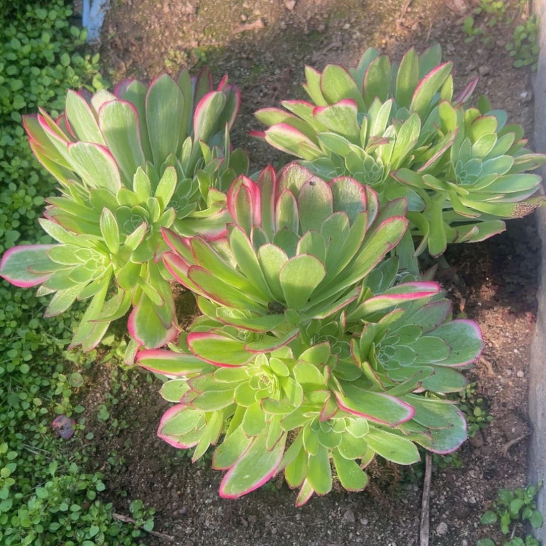 海王手捧多肉植物