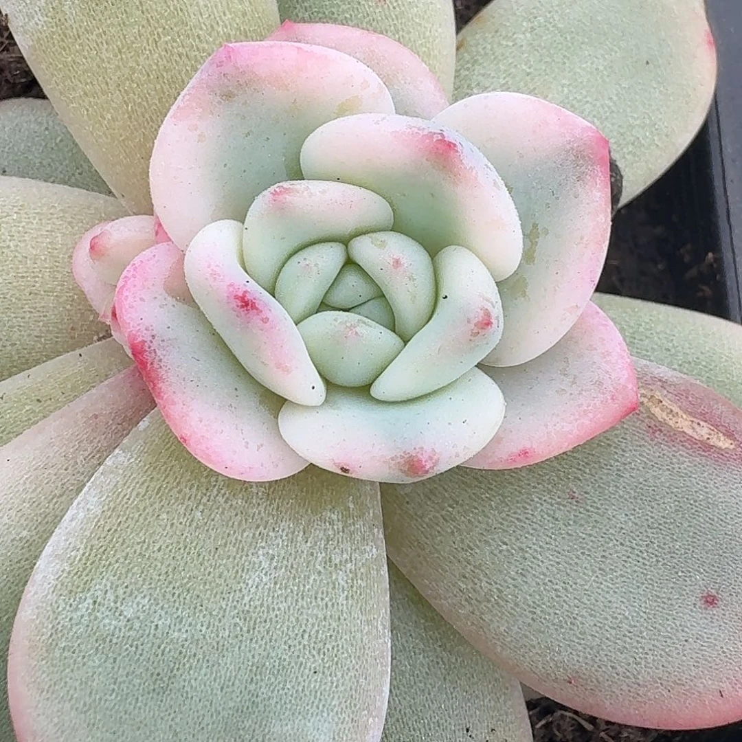 宽锦橙梦露一物一拍