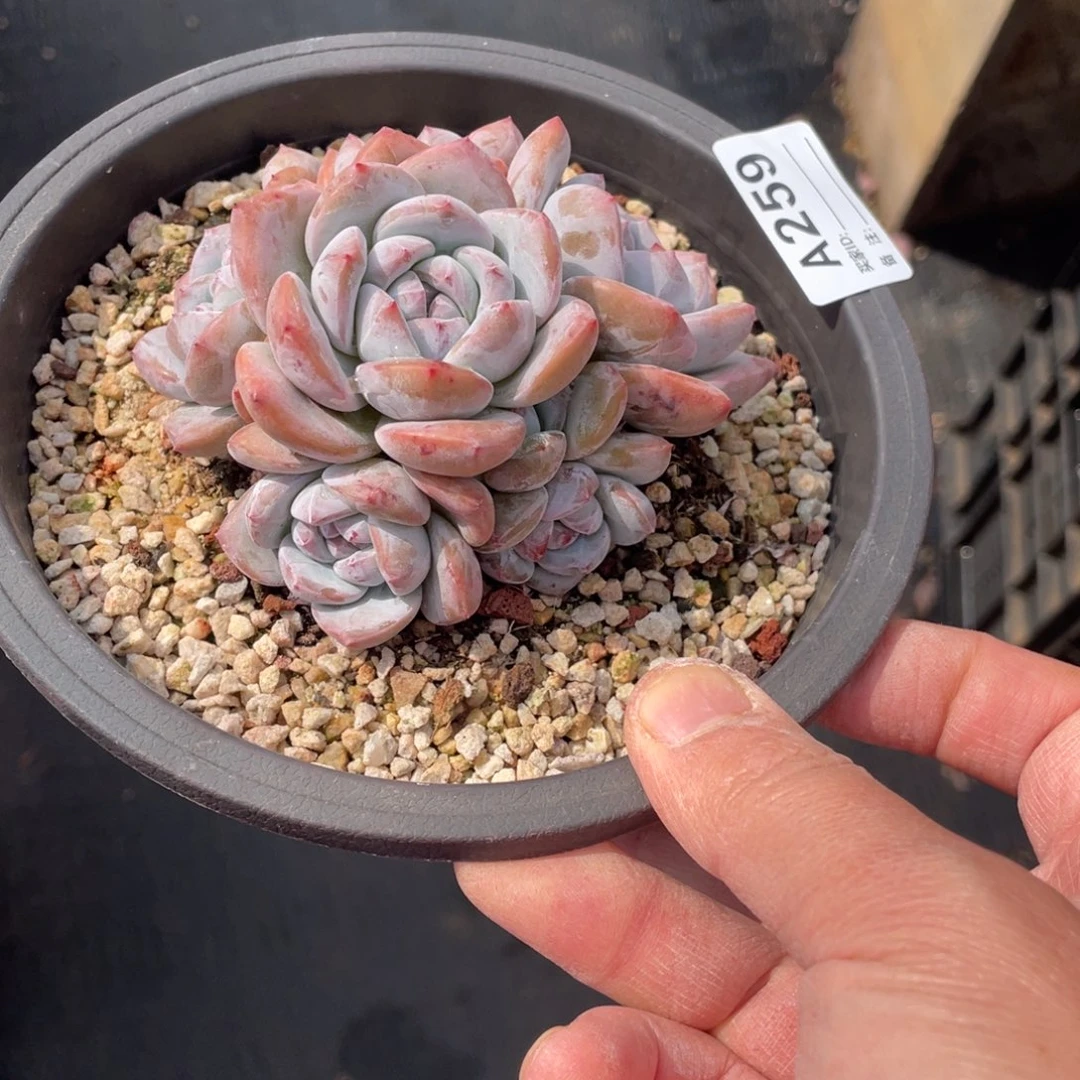 小***友A259静好多肉园艺