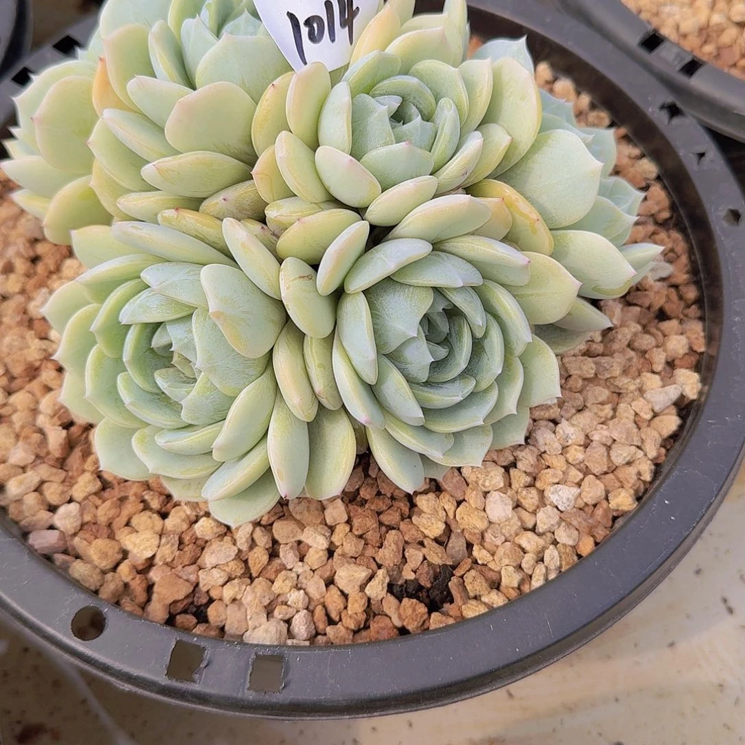 啵*球1014劳林多肉植物