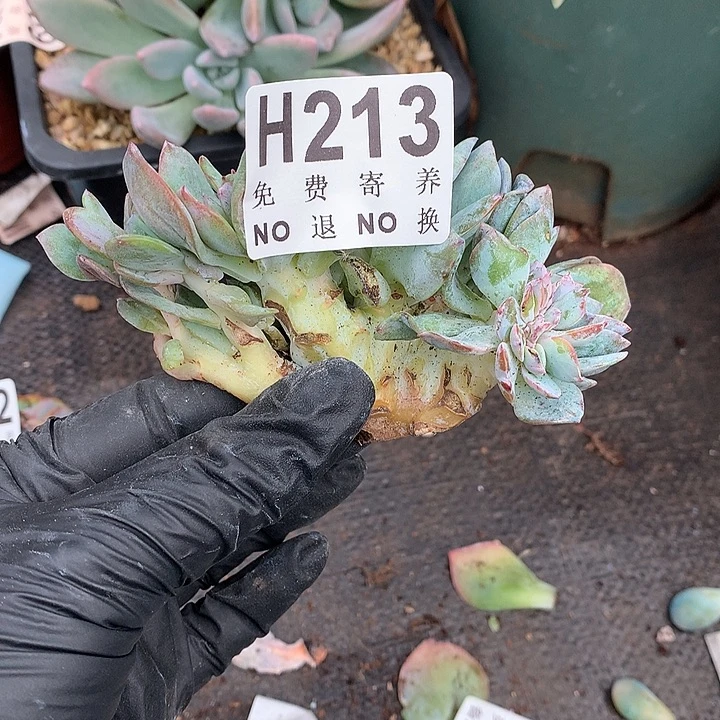 白凤缀化 非偏远38包邮节后发
