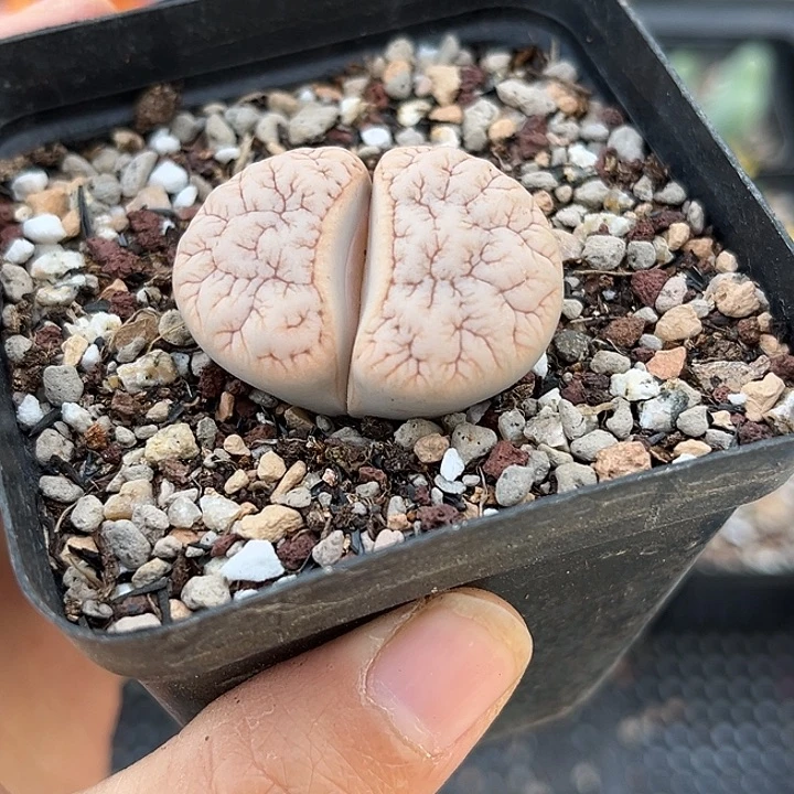 新店开业福利 28包邮 脱土发货13