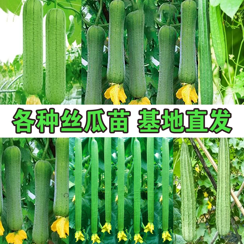 【丝瓜苗】品质秧苗肉品质香丝瓜苗高产菱角丝瓜苗种子早春四季养活