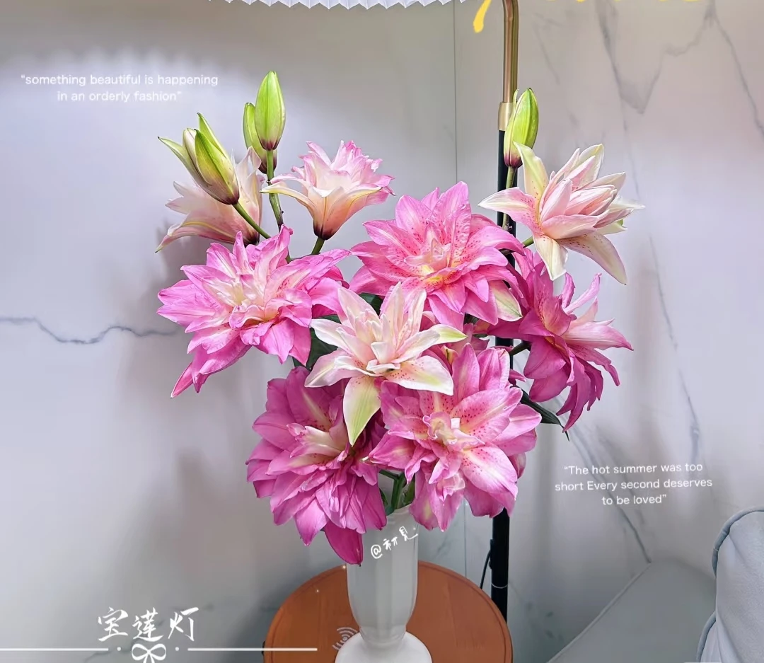 【花起点】宝莲灯--重瓣百合 高级浓艳