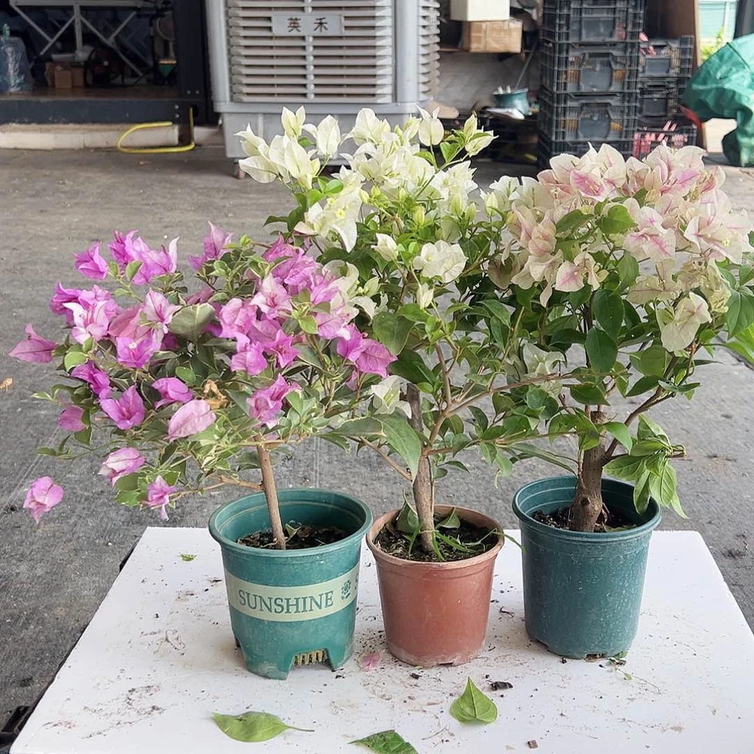 大部分花苞少量开放花叶雪紫，白雪公主，广红英组合