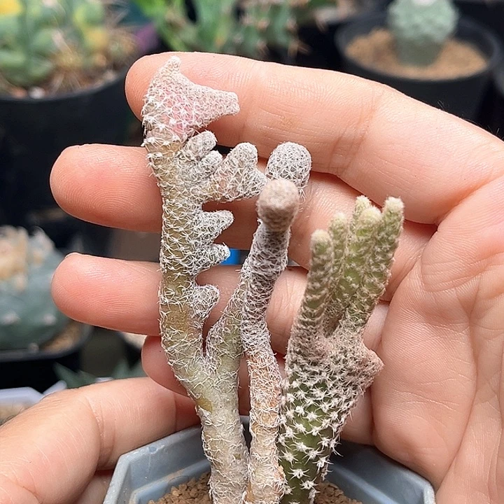 无花朵白鸡冠团扇缀化群