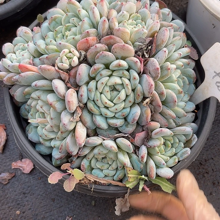 两单包邮，一物一拍，85雪爪