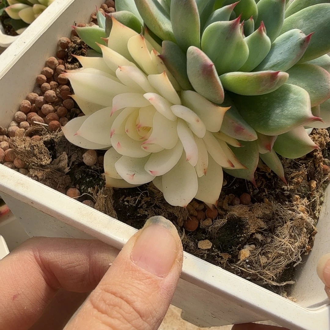 吉娃娃锦，多肉植物。