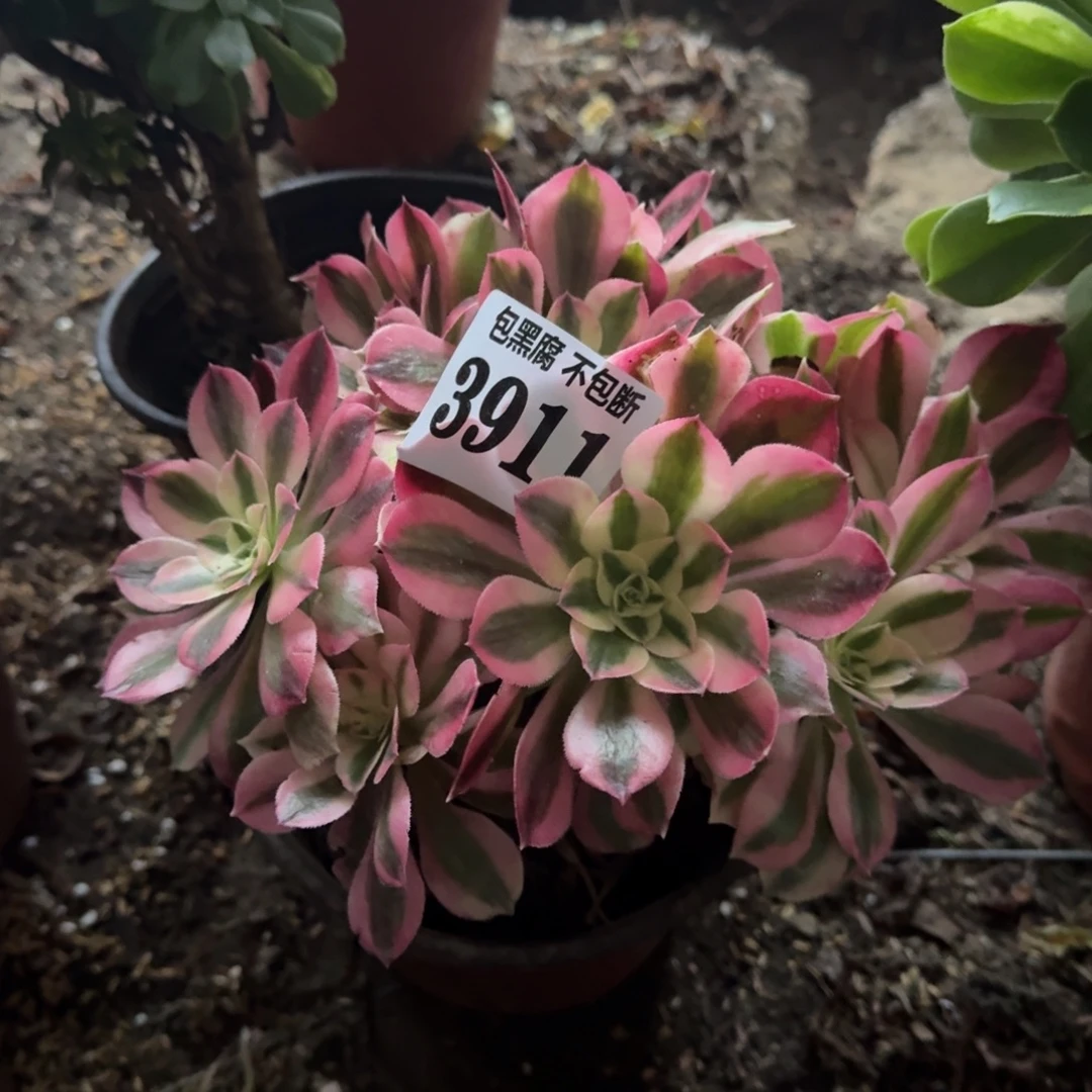 法师粉女郎3911 19-50