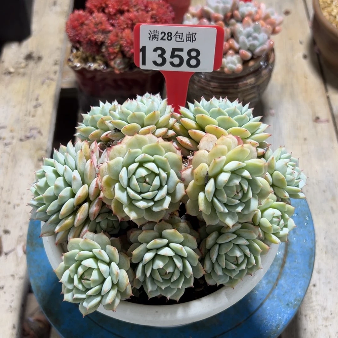 1358静夜，冠服15公分