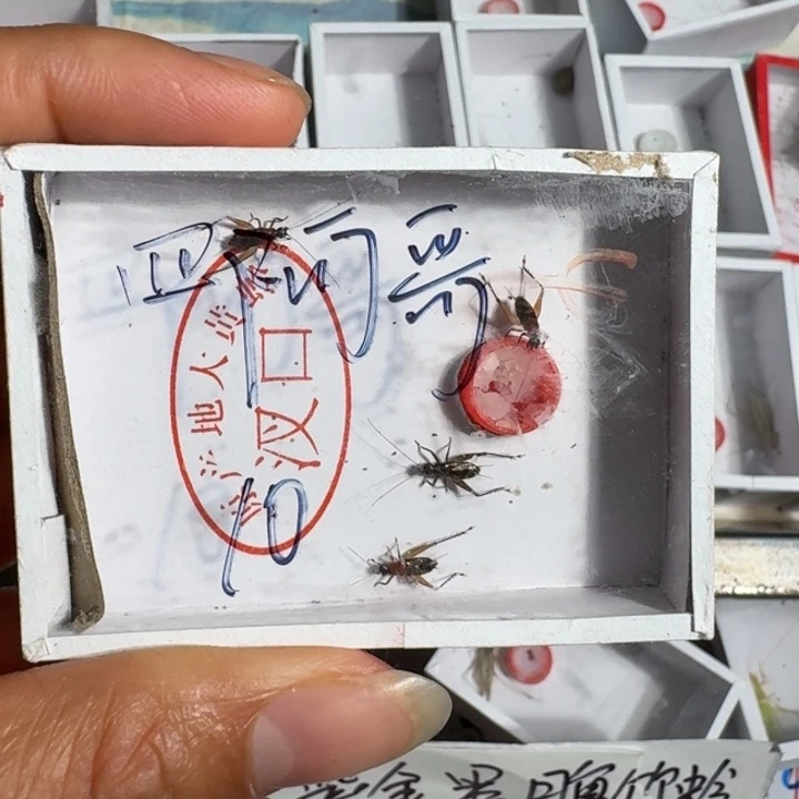 四***哥蟋蟀蝈蝈我在外面吃饭11111