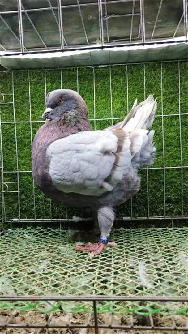 【直播专享】 大体二线元宝圆环鸽 生鲜鸽子