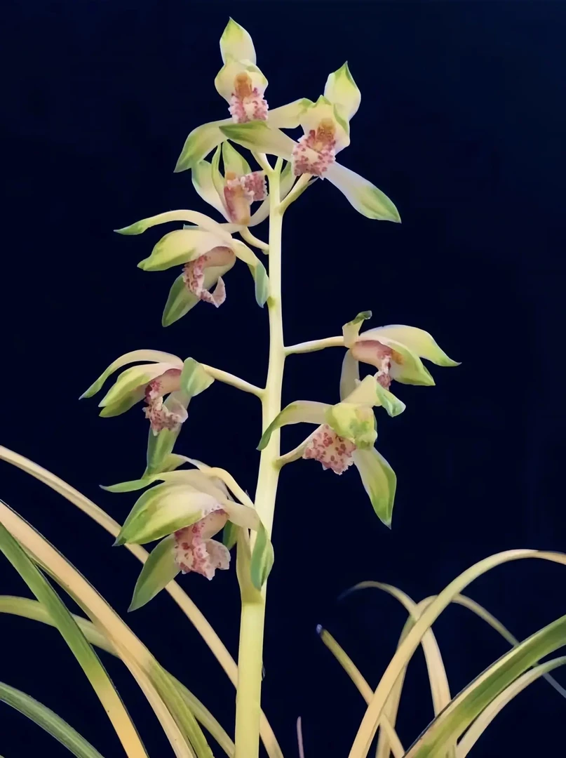 一物一拍 多拍无效