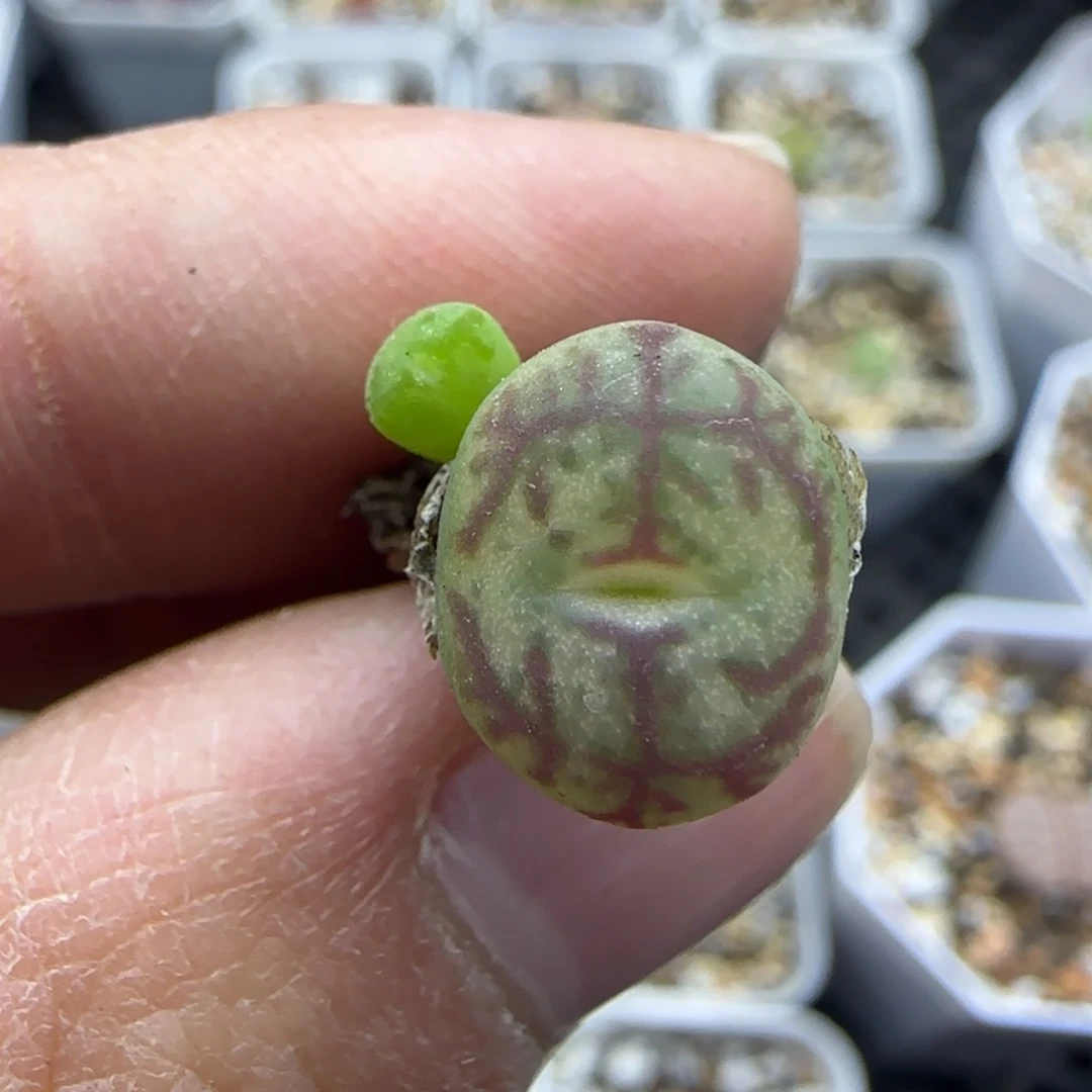 508 清框福利30包邮