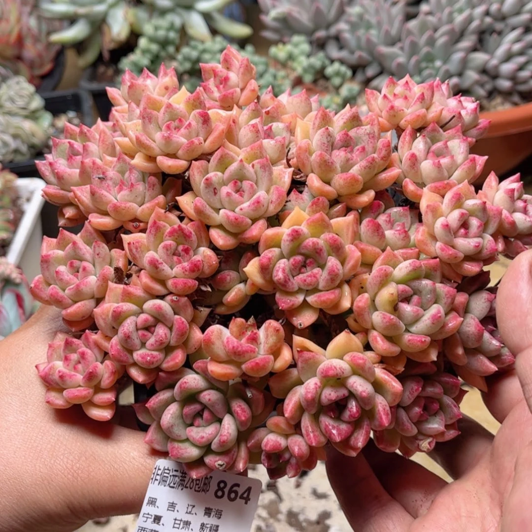 【闪购商品】864璀璨