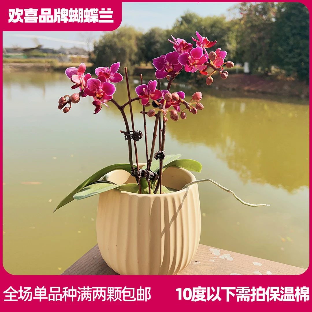 【小红酒】精品蝴蝶兰室内绿植
